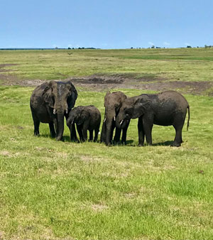 Botswana - elephants of the Chobe National Park