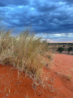 The red dunes of the Kalahari Desert
