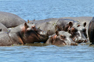 Wetlands of Namibia - wake up to the grunting of hippos
